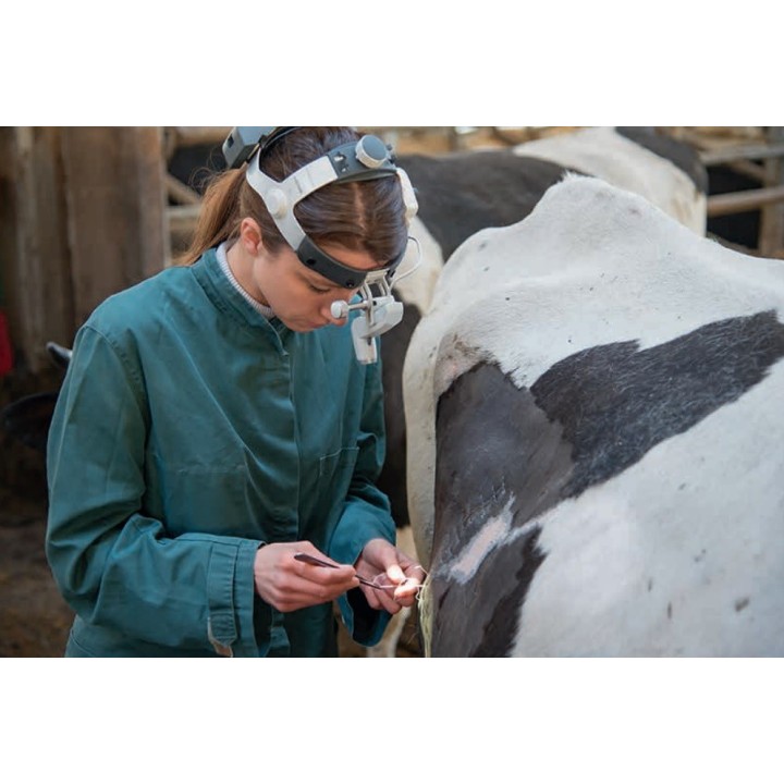 HEINE ML4 LED UNPLUGGED Kopfleuchte für Veterinärmedizin