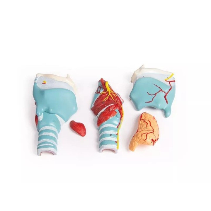 Modèle de larynx, taille double, 5 parties