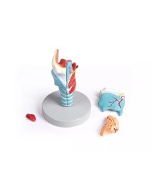 Kehlkopfmodell, 2-fache Grösse, 5-teilig