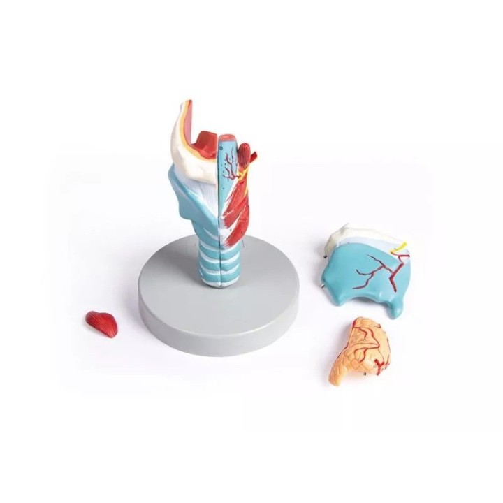 Modèle de larynx, taille double, 5 parties