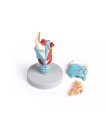 Kehlkopfmodell, 2-fache Grösse, 5-teilig