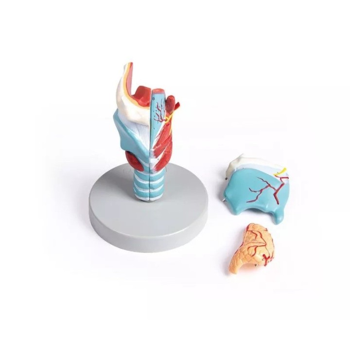 Modèle de larynx, taille double, 5 parties