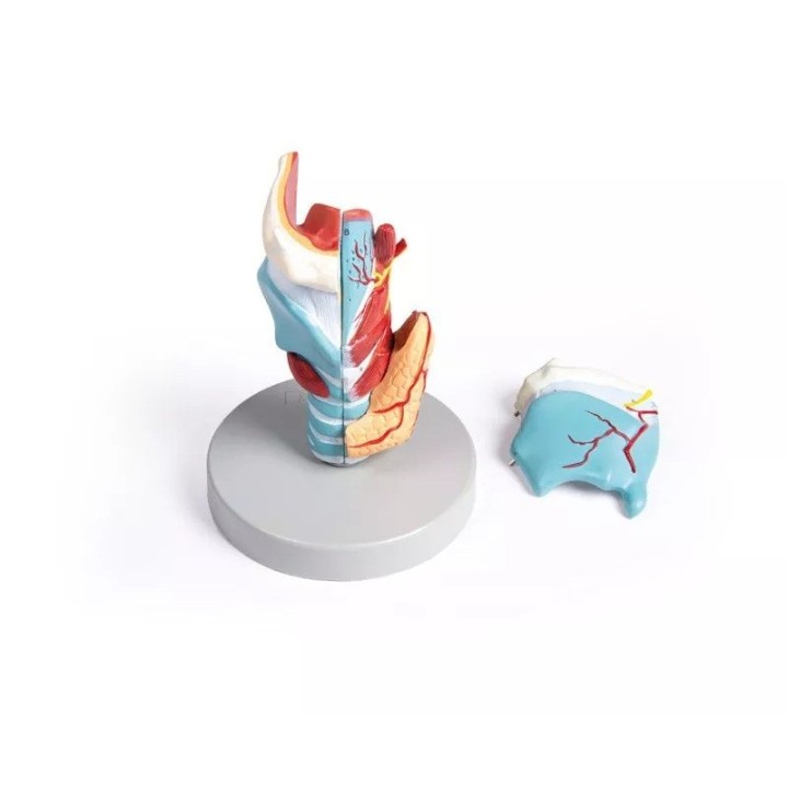 Modèle de larynx, taille double, 5 parties