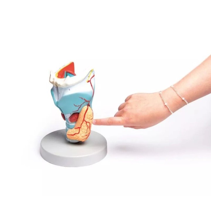 Modèle de larynx, taille double, 5 parties