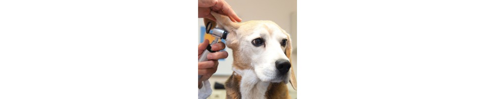 Veterinärdiagnostik und Untersuchungsinstrumente