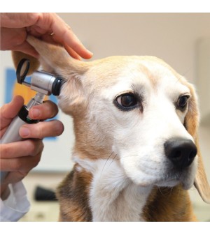 Diagnostica Veterinaria è la diagnosi e il trattamento delle malattie degli animali