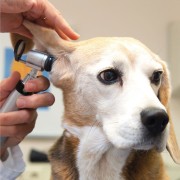 Veterinary Diagnostic