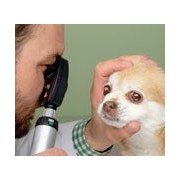 Veterinärärztliche Augenuntersuchung