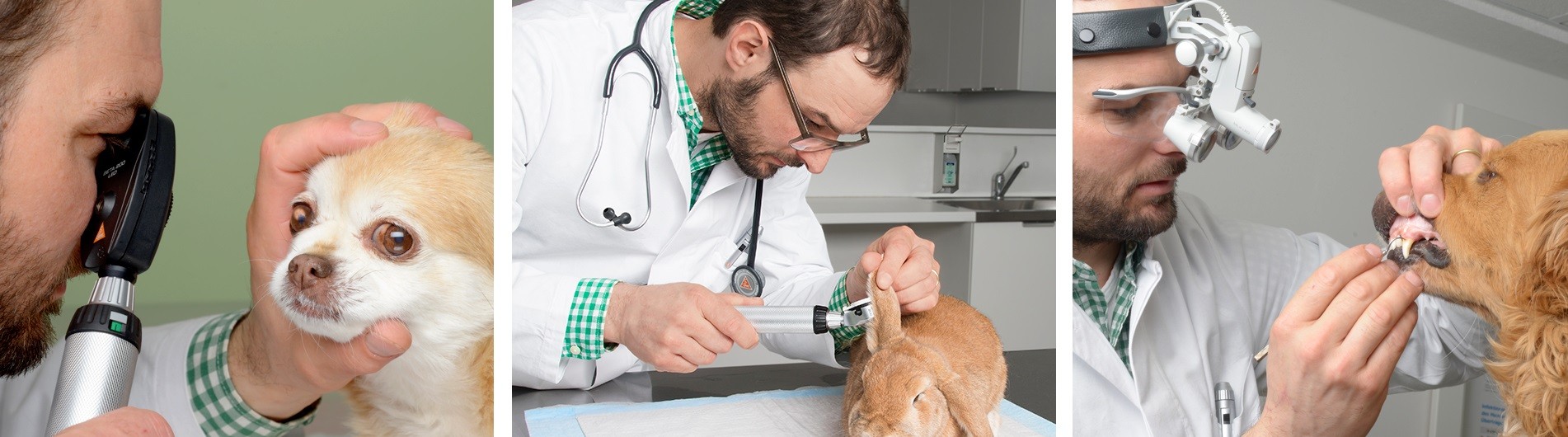 Veterinärdiagnostik und Untersuchungsinstrumente Veterinärdiagnostik und Untersuchungsinstrumente