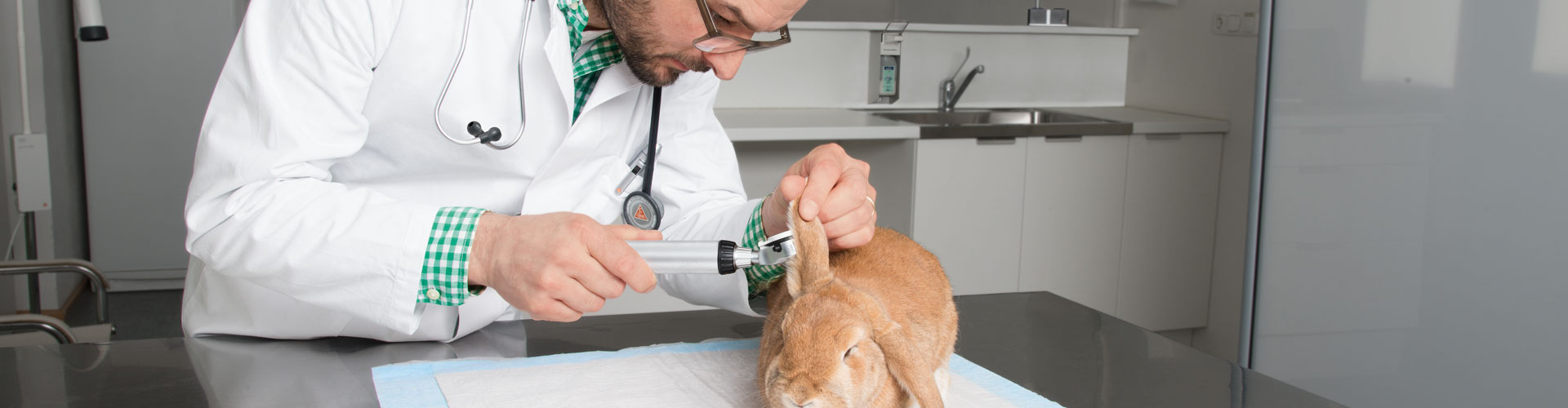 Vterinary ear examination
